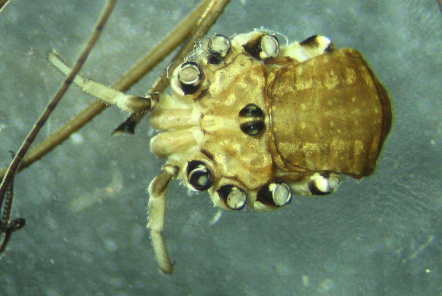 Opiliones from Dartmoor UK